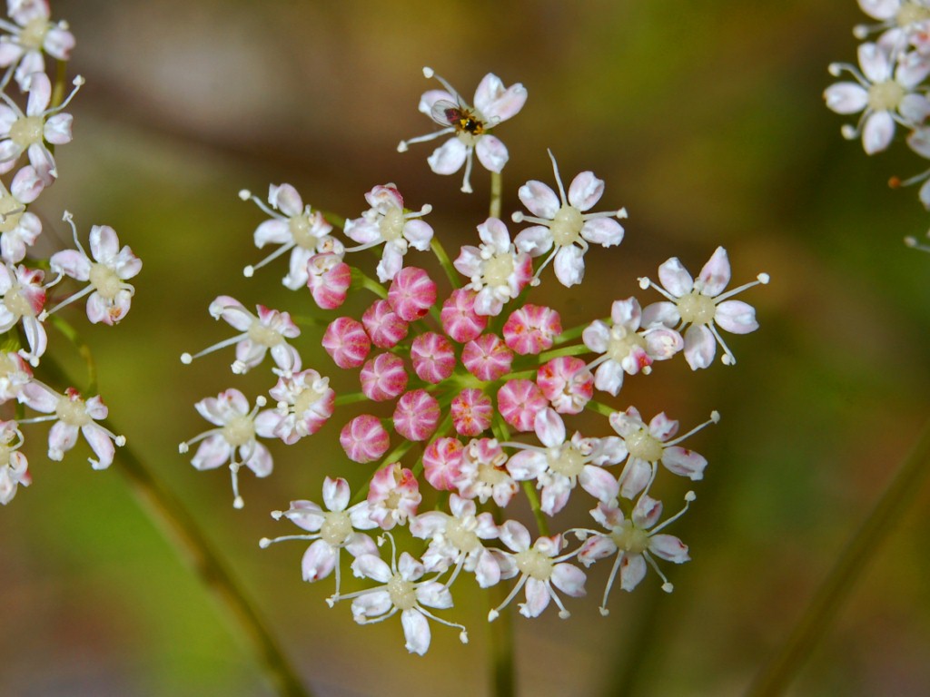 Peucedanum cervaria (=Cervaria rivini ) / Imperatoria cervaria